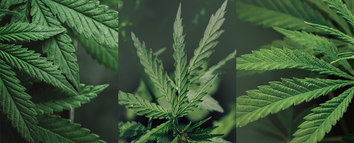 Indica, sativa, hybride : au-delà des catégories de cannabis Indica, sativa, hybride : au-delà des catégories de cannabis