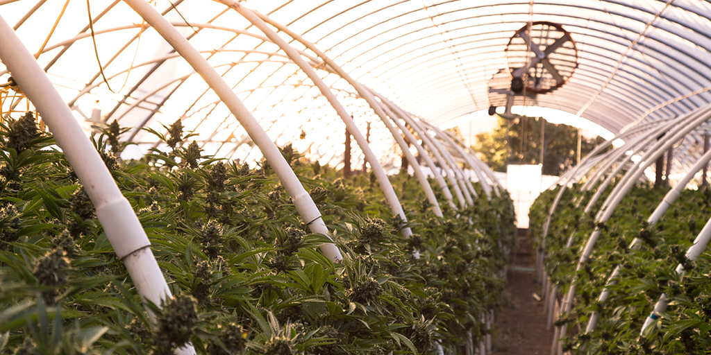 Serre de cannabis